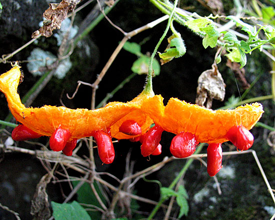 Maui Red Hots Flower