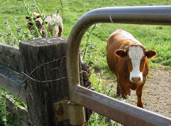 Cows at the gate