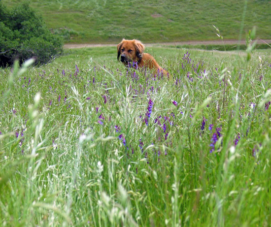 Hairy Dog in the Grass