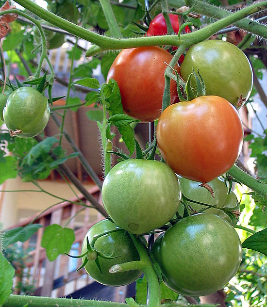 Ripening Tomatoes