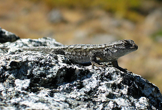 Basking Lizard