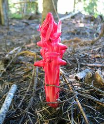 Snow Plant (sarcodes sanguinea)