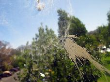 Bird Meets Glass