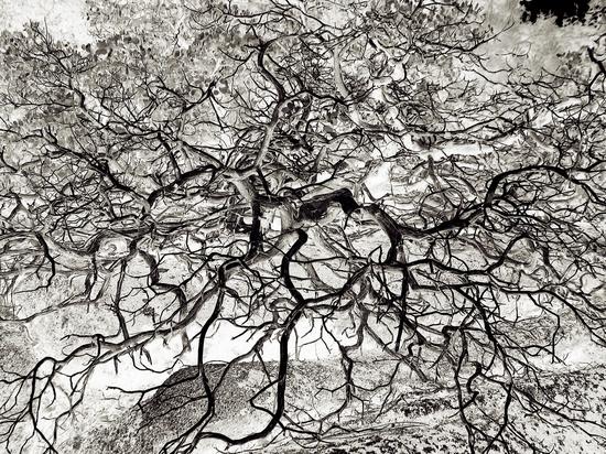 Branches in B&W