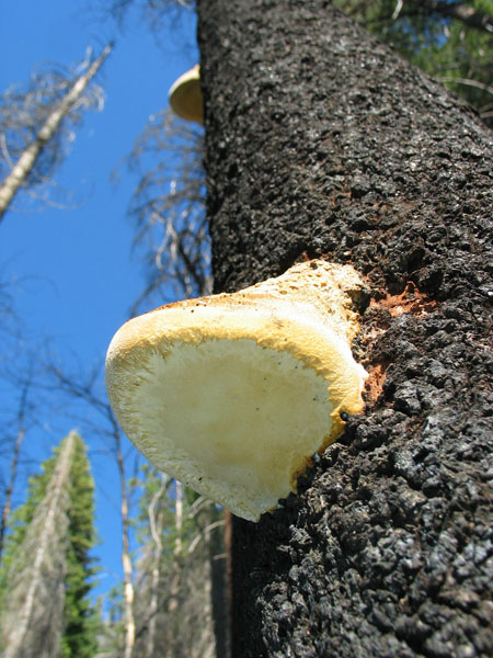 2006 Emigrant Wilderness Backpacking - ./images/EmigrantWilderness_IMG_8035.jpg 