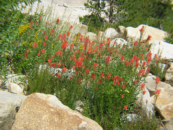 2006 Emigrant Wilderness Backpacking - ./images/EmigrantWilderness_IMG_8290.jpg 