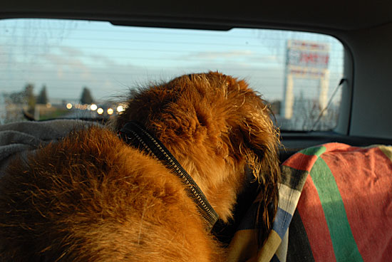 Driving With Hairy Dog - Another boring drive with the humans