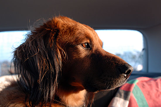 Driving With Hairy Dog - My mind control will convince the driver to open window