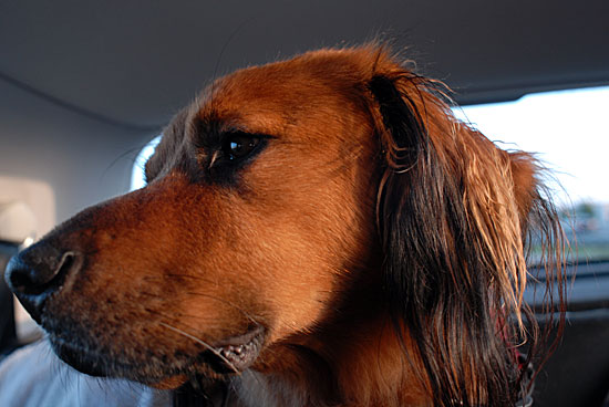 Driving With Hairy Dog - Succumb to my control silly humans!