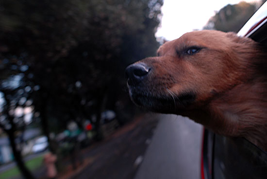 Driving With Hairy Dog - Score! You silly humans are no match for me.  Ah, the scent of road kill.