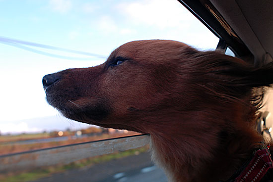 Driving With Hairy Dog - Is that cow poop?  Heaven!