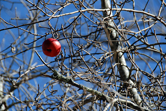 Red Apple Found in a Tree [ ISO100 | f6.3 | 1/160s ]