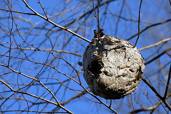 Wasp Nest Found in a Tree [ ISO200 | f8 | 1/250s ]